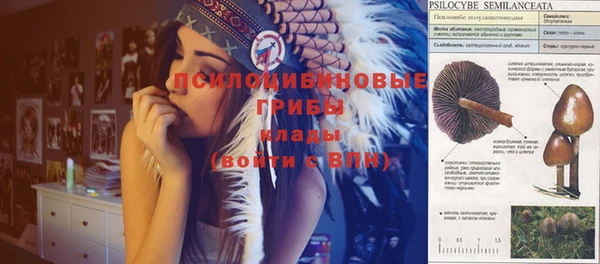 сатива Беломорск